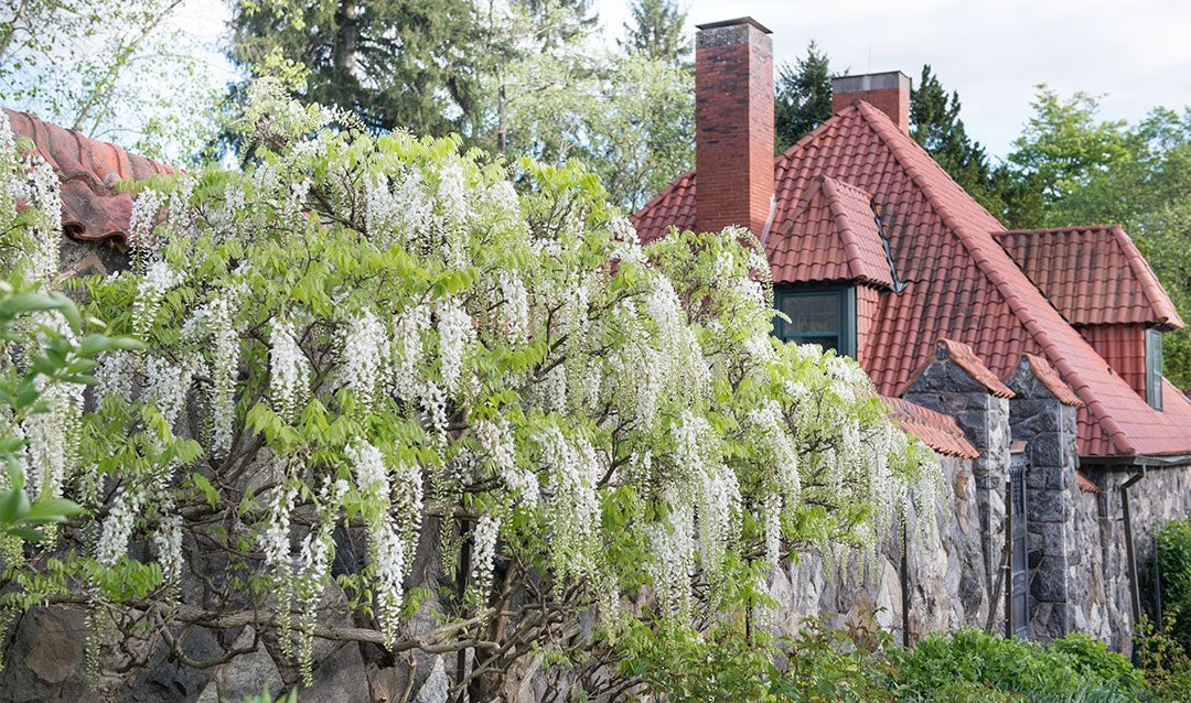 White wisteria blooming in Biltmore's Walled Garden