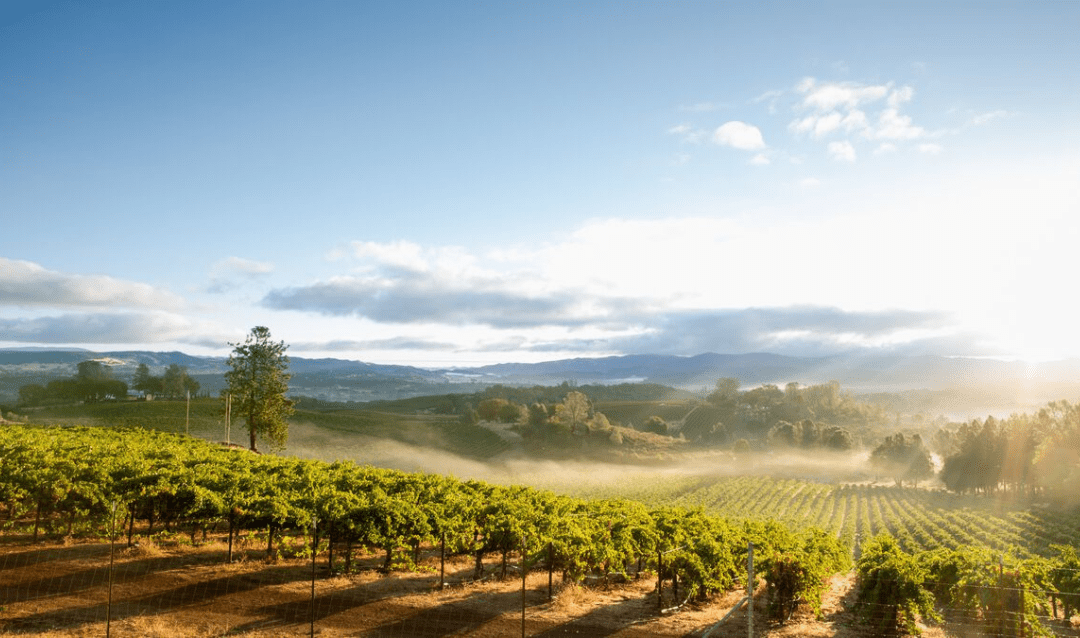 California Vineyard Stock Photo