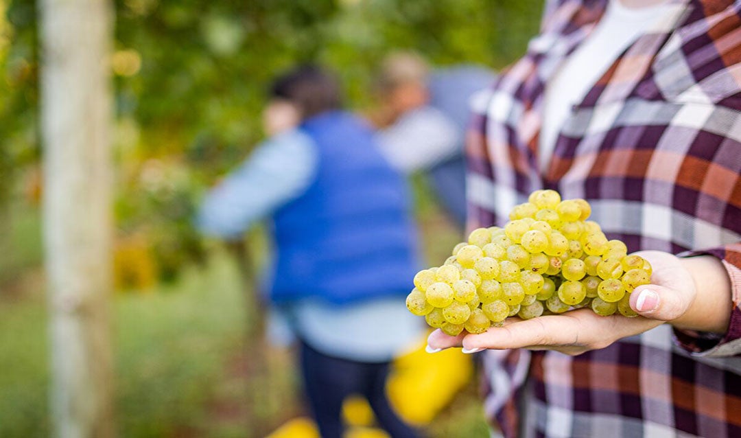 Grape harvesting