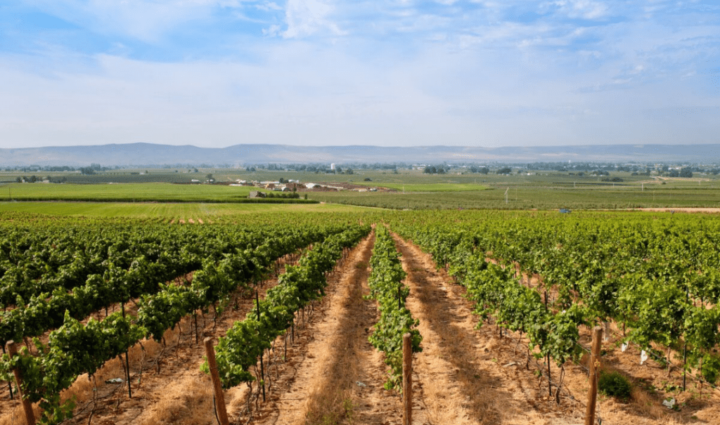 Washington Vineyard Stock Photo