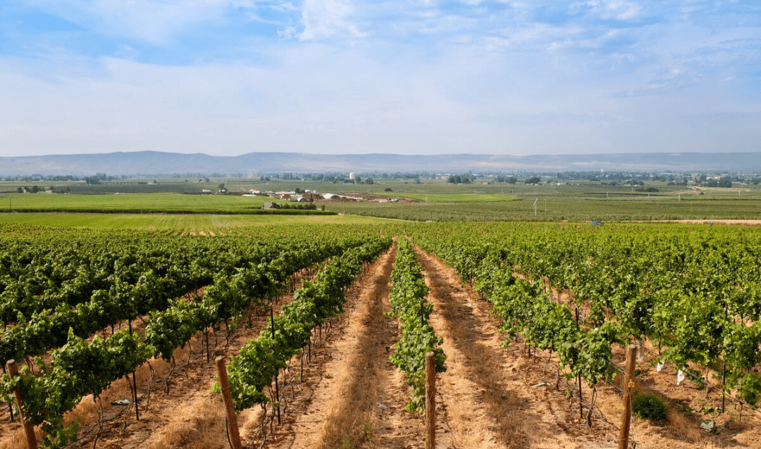 Washington Vineyard Stock Photo