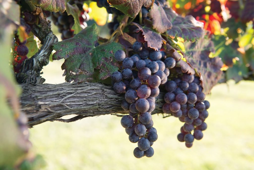 William Cecil plants his first vines at Biltmore.