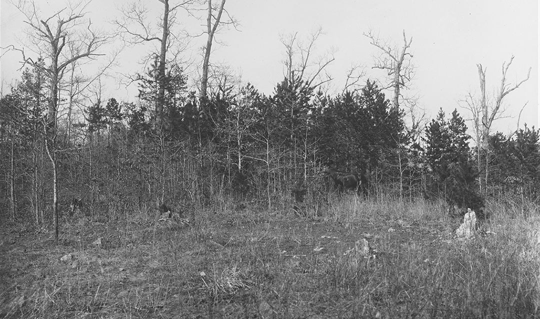 Poor woodland, circa 1892.