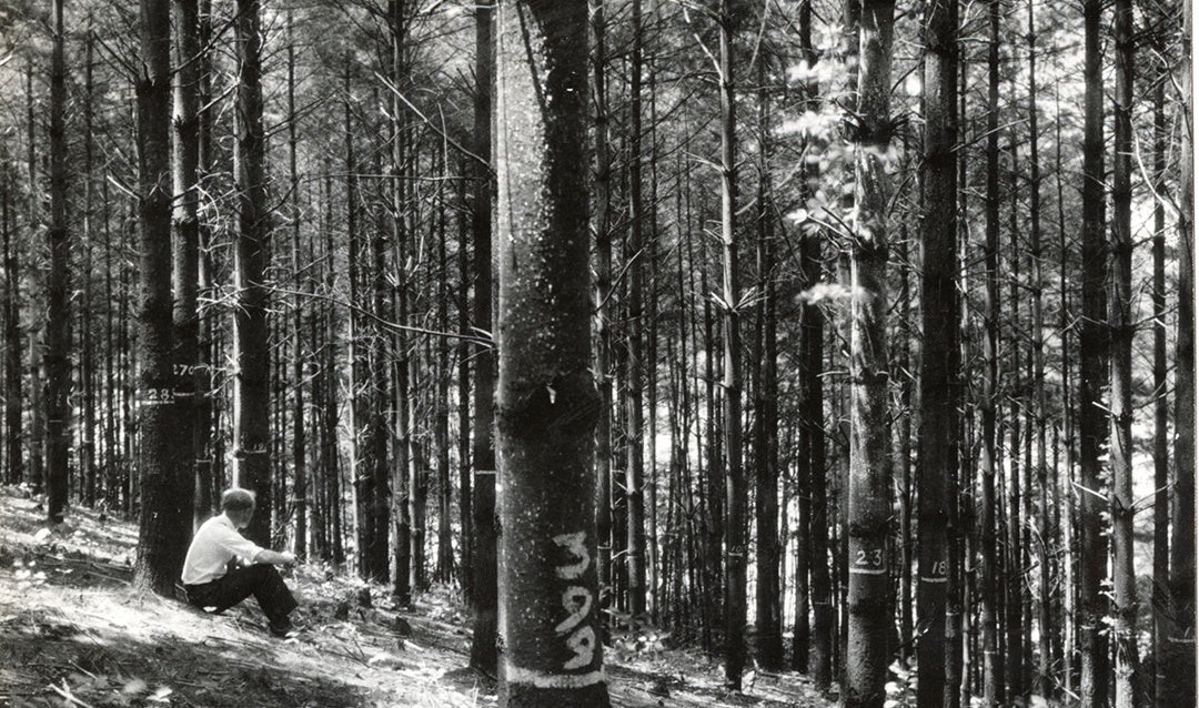 White Pine Planting Asheville, North Carolina