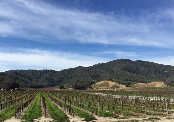 View of one of our partner vineyards in California