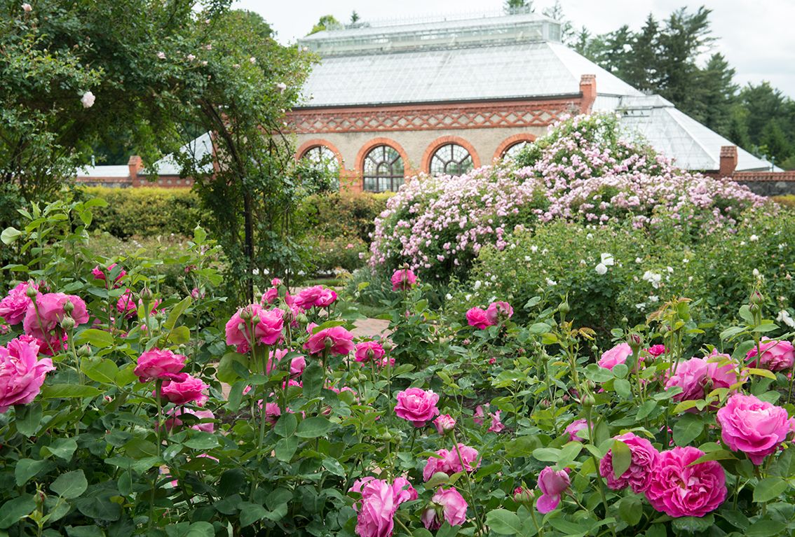 Perfect blooms in Biltmore's historic Rose Garden