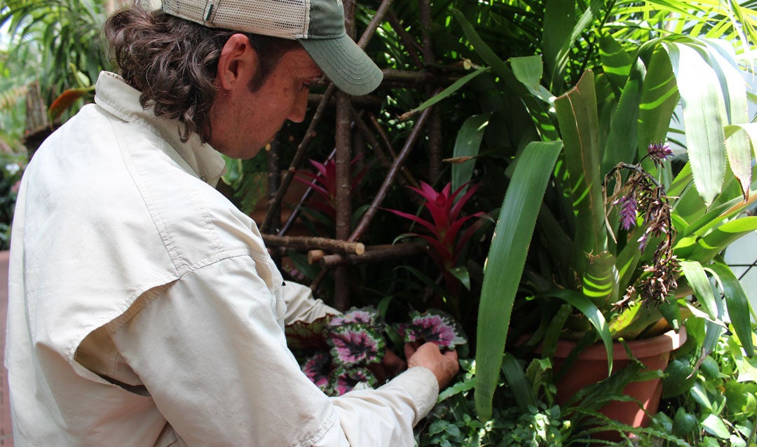 Painting with plants and colorful foliage in the Conservatory