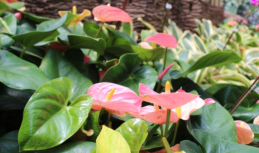 Pink anthurium in Biltmore's Conservatory