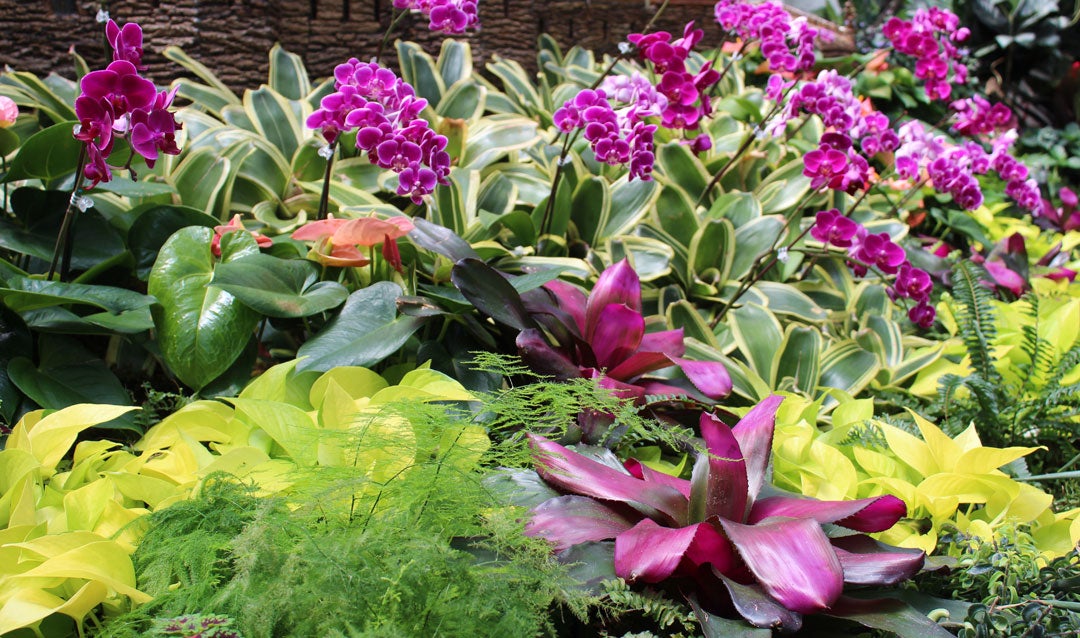 Bromeliads and orchids in Biltmore's Conservatory