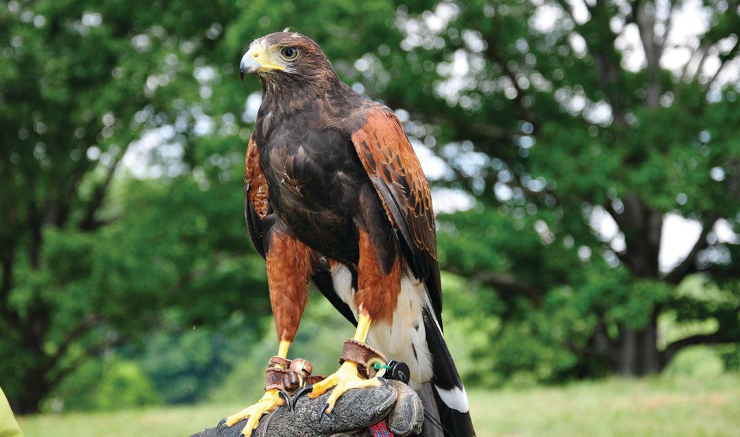 Falconry is a Top 5 Winter activity at Biltmore