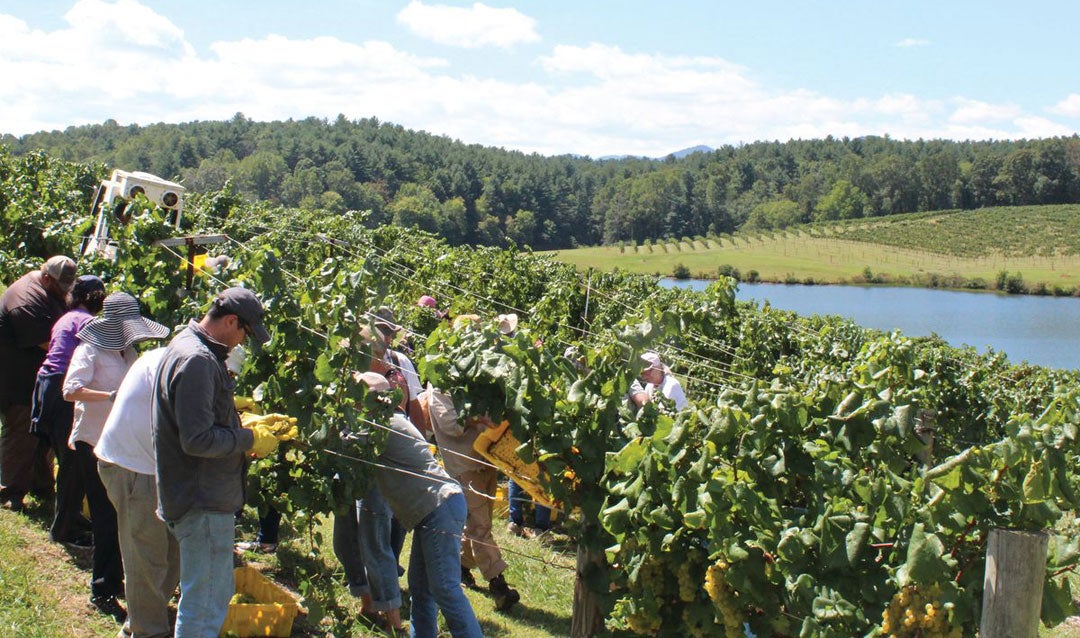 Workers pick Chardonnay grapes in Biltmore's vineyard