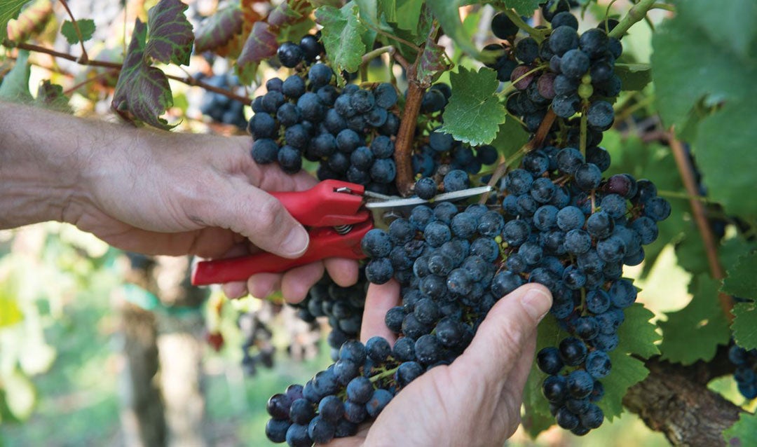 Picking red grapes at Biltmore