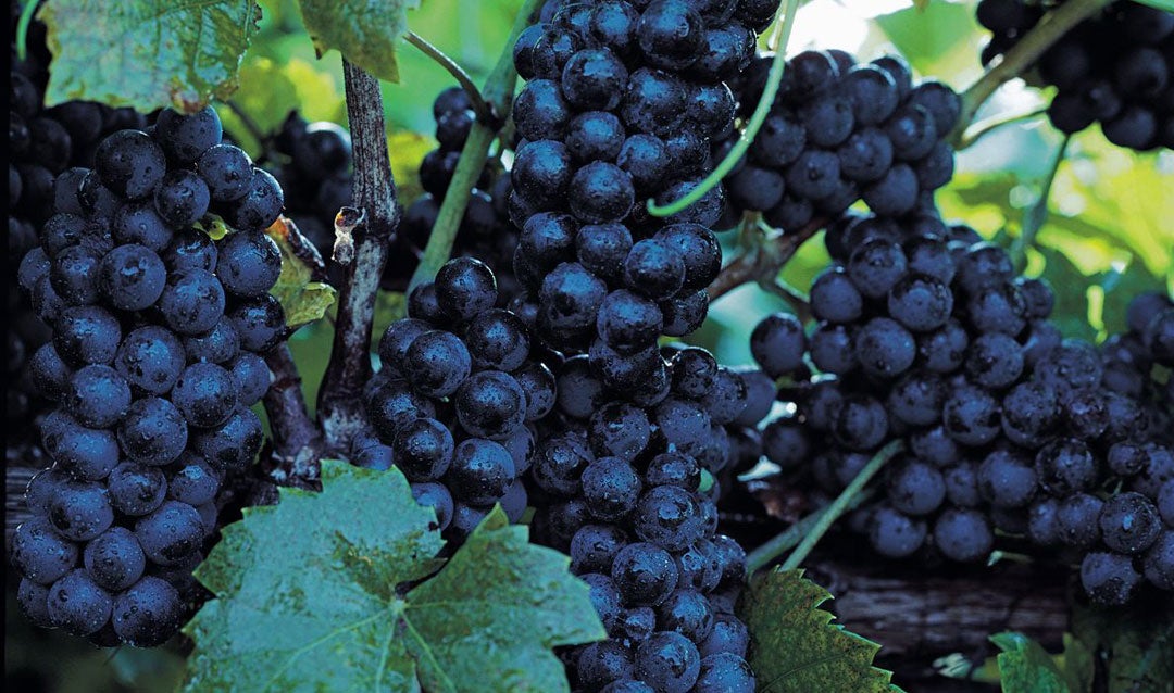 Clusters of ripe red grapes in Biltmore's vineyard