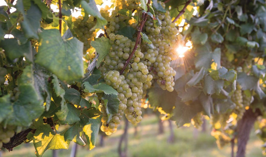 Grapes ripening in Biltmore's vineyard