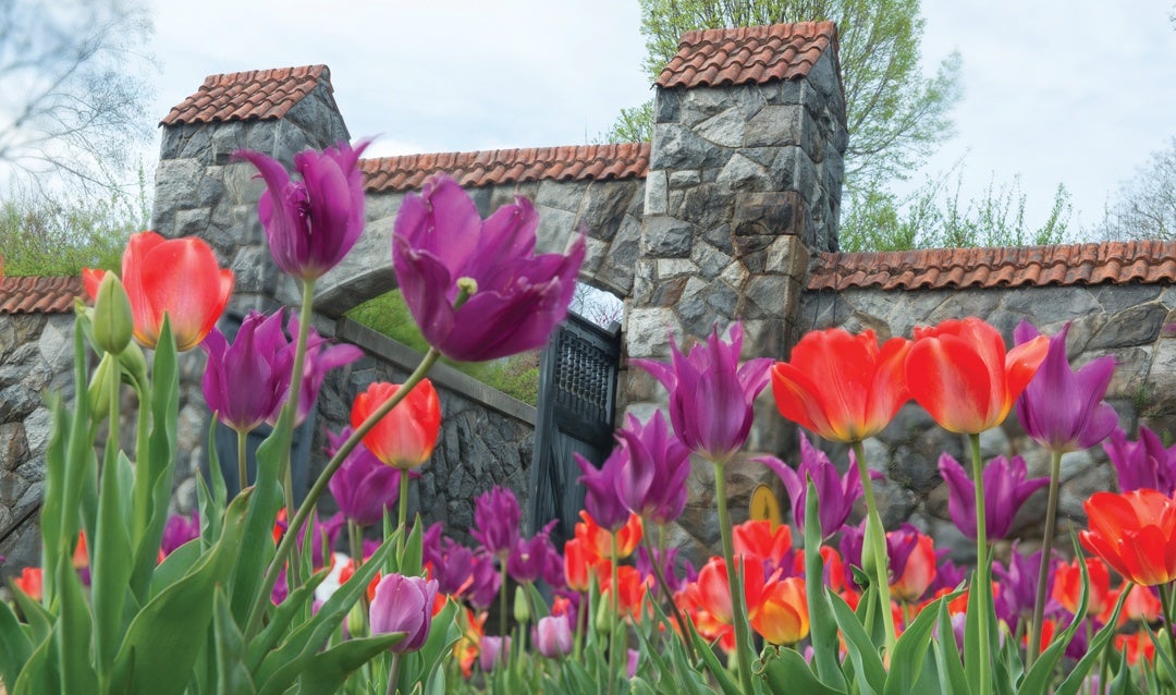 Tulips in the Walled Garden