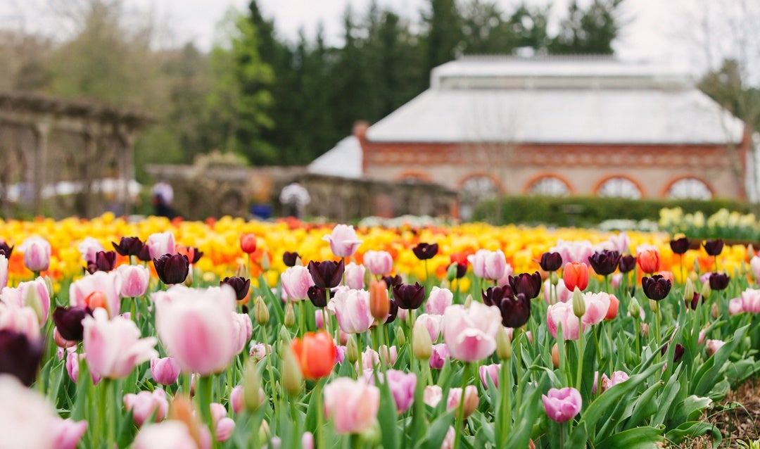 Tulips in Biltmore's Walled Garden A Brief History Biltmore