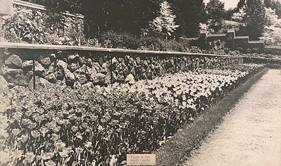 Archival image of Tulips in the Walled Garden