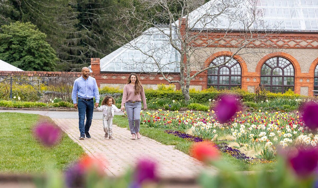 Couple walks with child amongst the Tulips at Biltmore Gardens