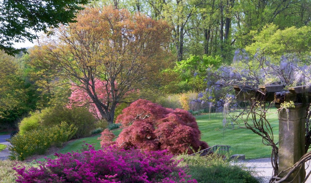 Spring blooms in Biltmore's shrub garden