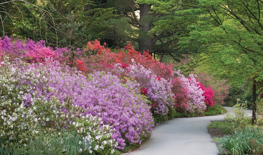 Azalea Garden in bloom