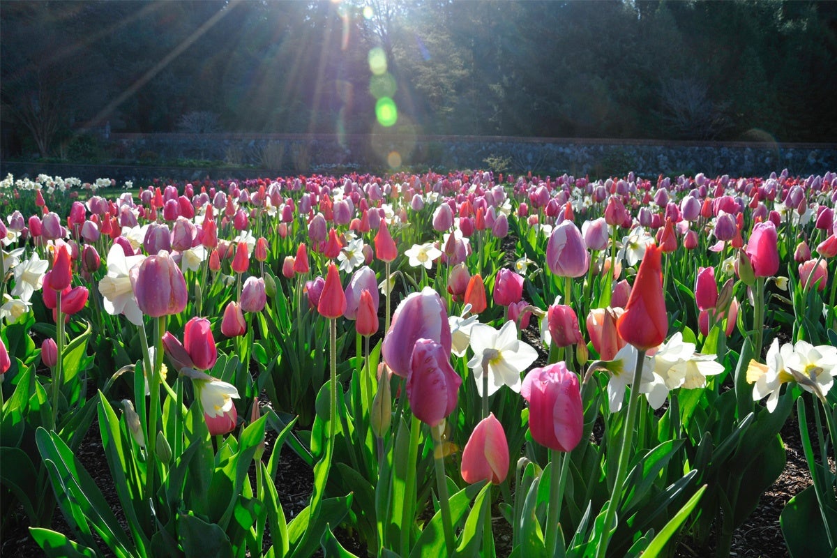 Bloom Report Biltmore