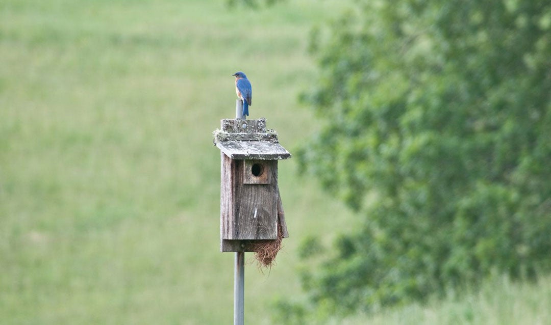 Bluebird on its house at Biltmore