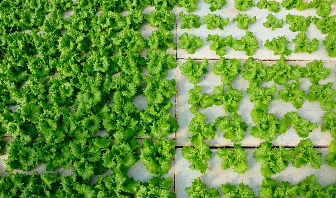 Hydroponic lettuces