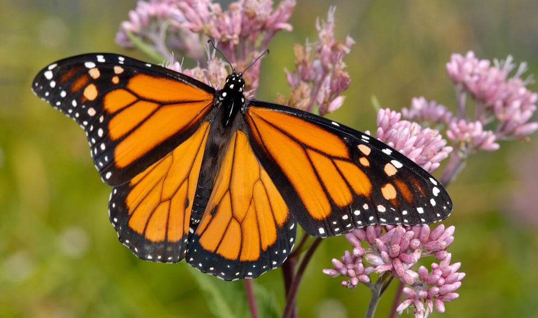 Monarch butterfly for Earth Day at Biltmore