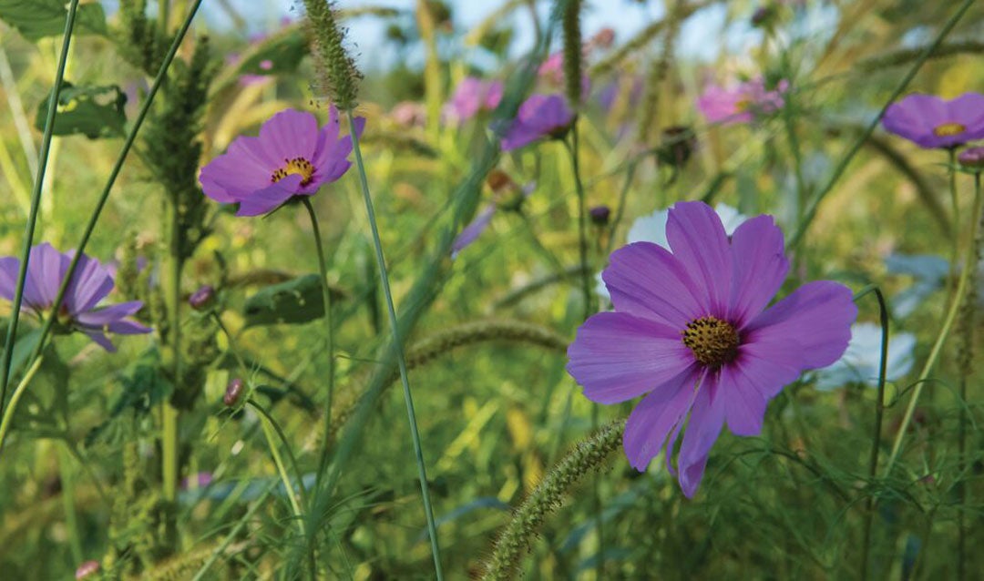 Wildflowers for Earth Day at Biltmore