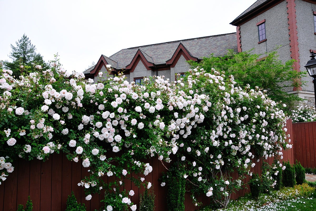 Bloom Report Biltmore