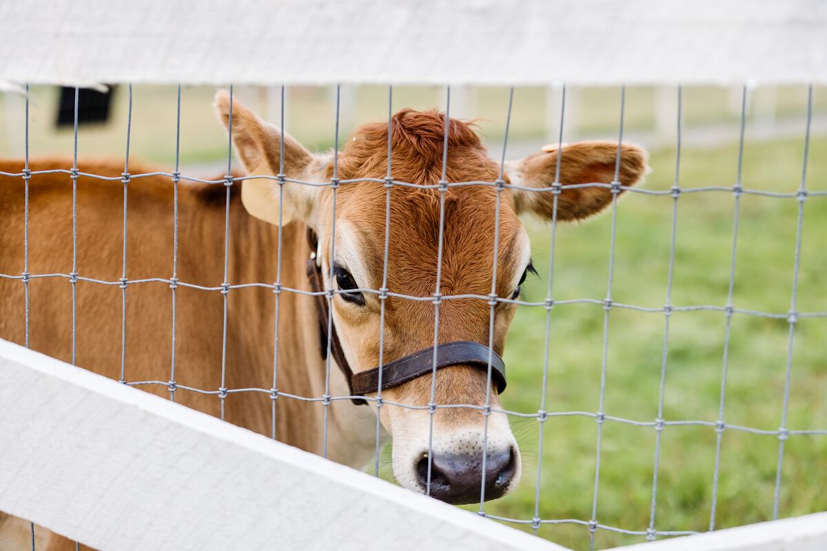 Learn about Biltmore's farming history at The Farmyard!