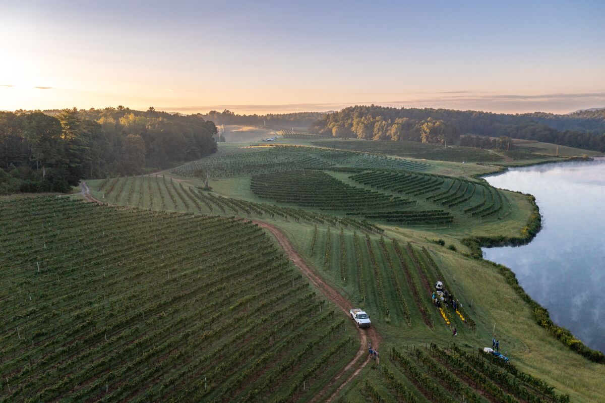 Grapes are picked by hand in Biltmore’s vineyard on the west side of the estate.