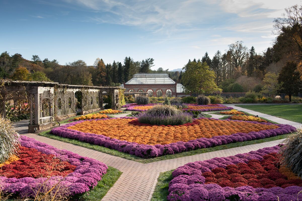 Each year, the Walled Garden boasts a new, vibrant display of mums!