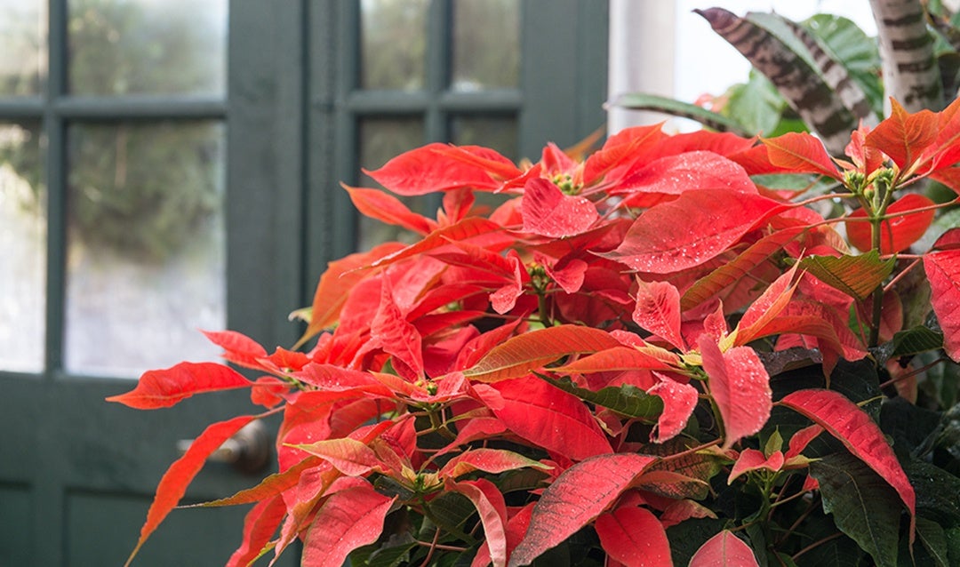 Vibrant poinsettia blooms