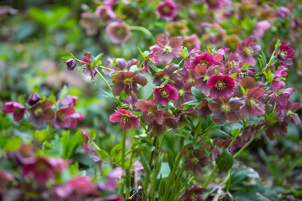 Bloom Report Biltmore