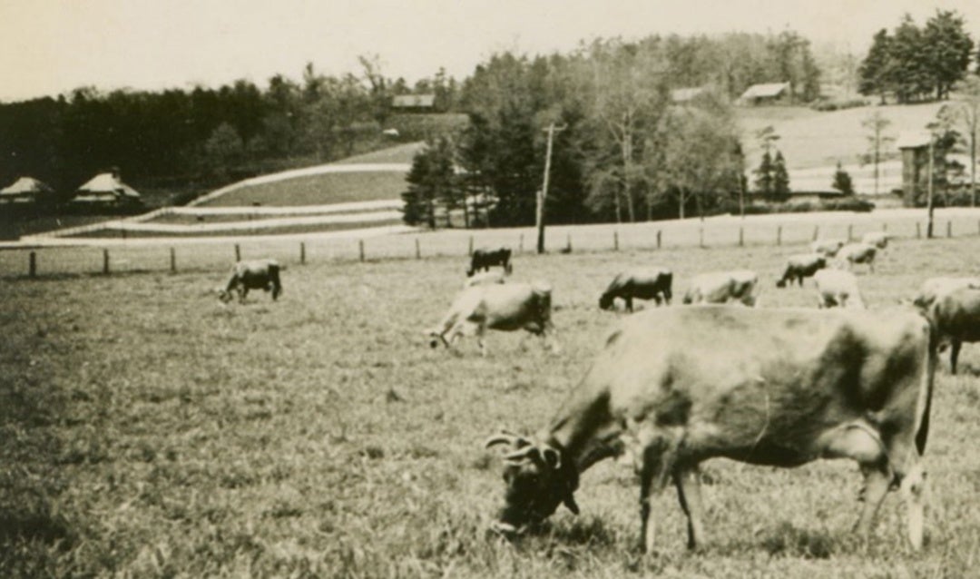 Archival photo of cows with Dairy Foreman's Cottage in the distance