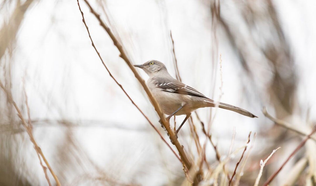 Mockingbird atop Patrick Dougherty's Stickwork creation for Biltmore