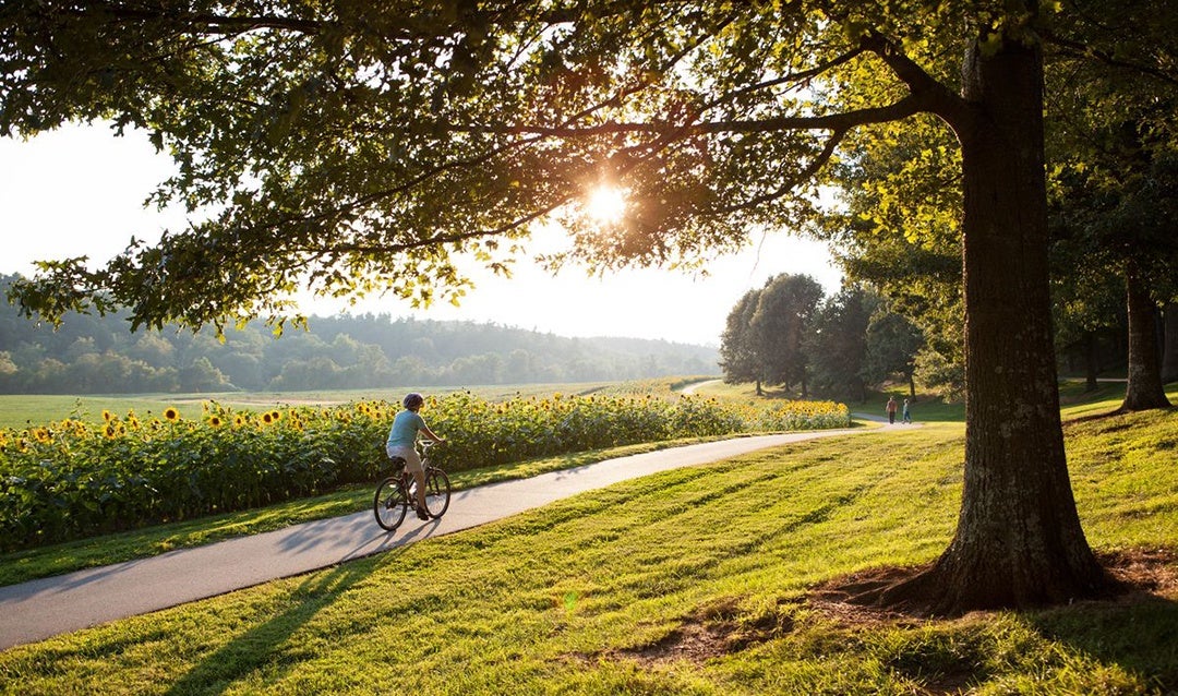 Guest biking near sunflowers