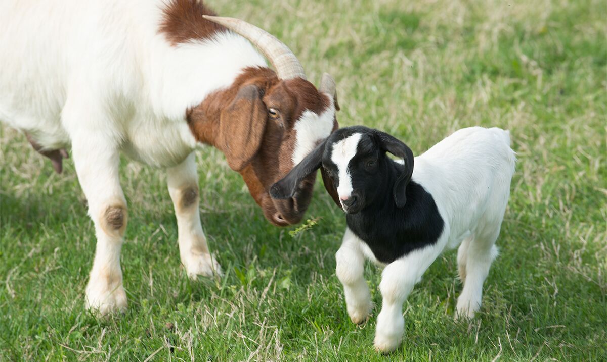 Goat mother and