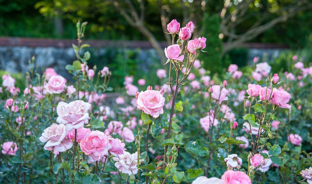 Pink roses blooming in Biltmore's Rose Garden
