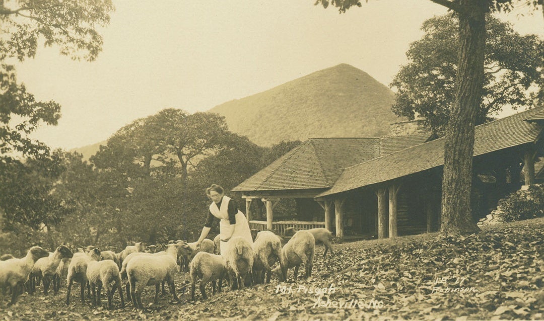 A flock of sheep being tended near Buckspring Lodge with Mount Pisgah in the background.