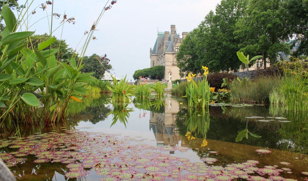 Summertime blooms in Biltmore's Italian Garden