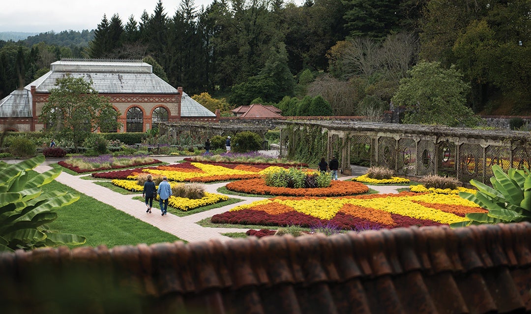 Mums in the Walled Garden