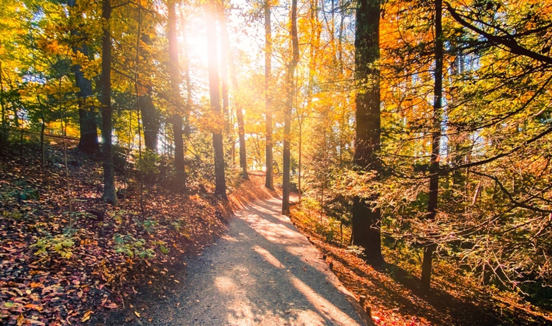 Estate trails during fall