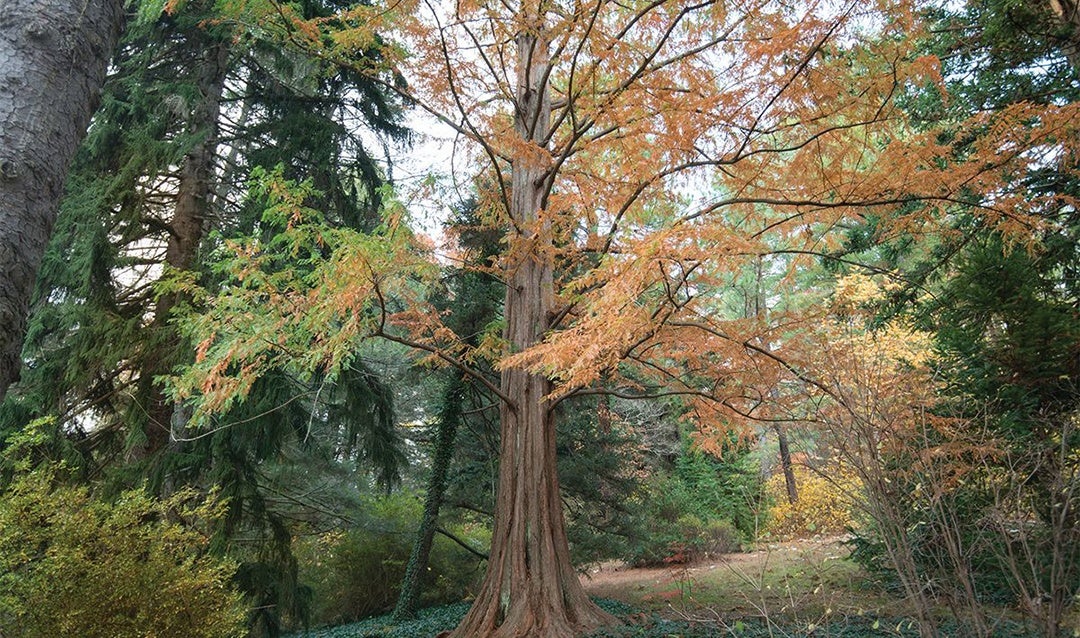 The dawn redwood is located in Biltmore’s Azalea Garden.