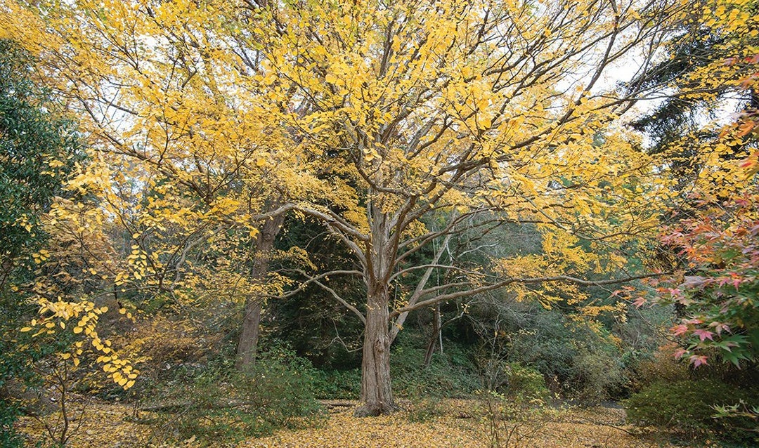 The katsura tree lives in the heart of Biltmore’s Azalea Garden.