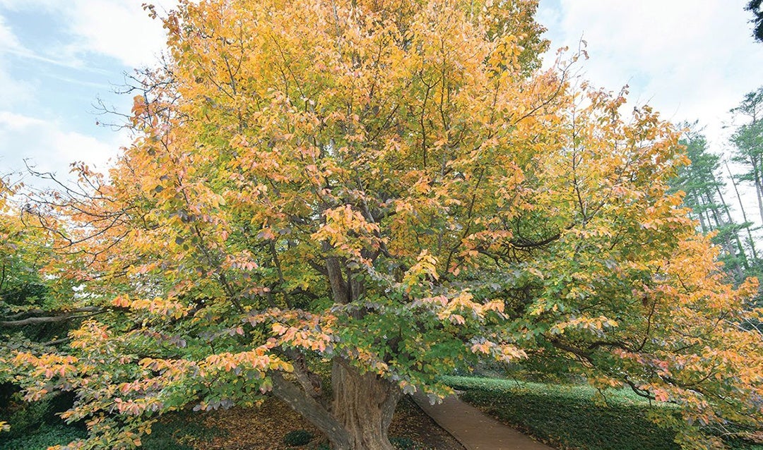 The Persian ironwood can be found next to Biltmore’s Conservatory.