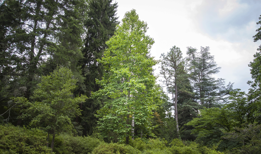 The second generation cucumbertree magnolia, located in Biltmore's Azalea Garden