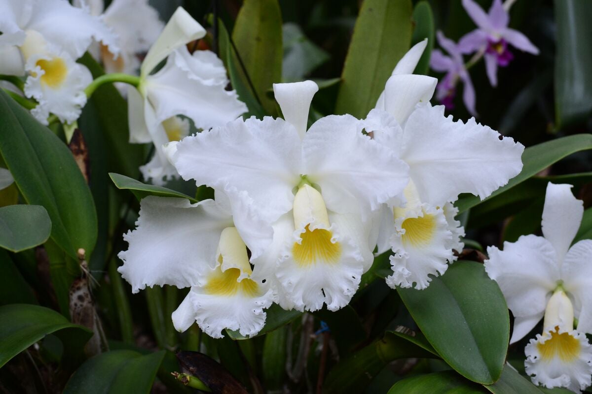 Cattleya Mary Schroder orchid in Conservatory