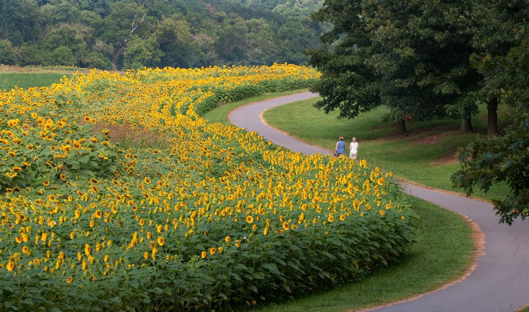 Sunflowers blooming at Biiltmore